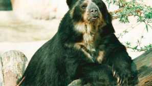 Точковий ведмідь, або ведмідь анда